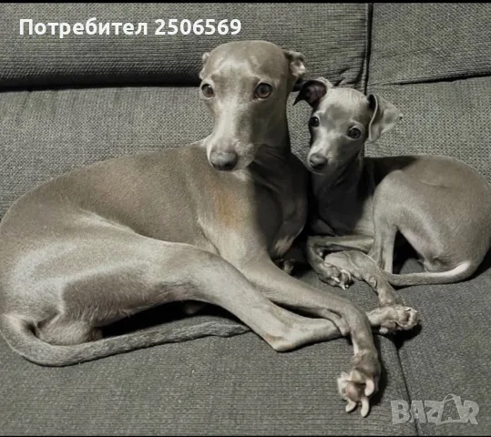 Продавам момиченце италианска хрътка, снимка 6 - Хрътка - 55253827
