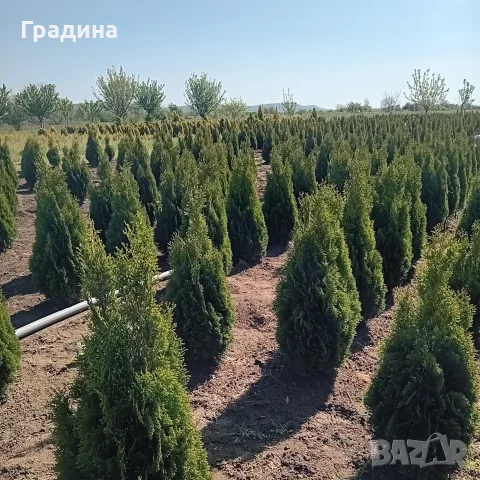 Туя за Саксий,кашпи,жив Плет