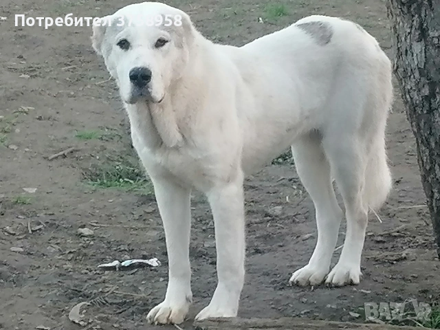 продавам алабаи , снимка 7 - Алабай - 54395622