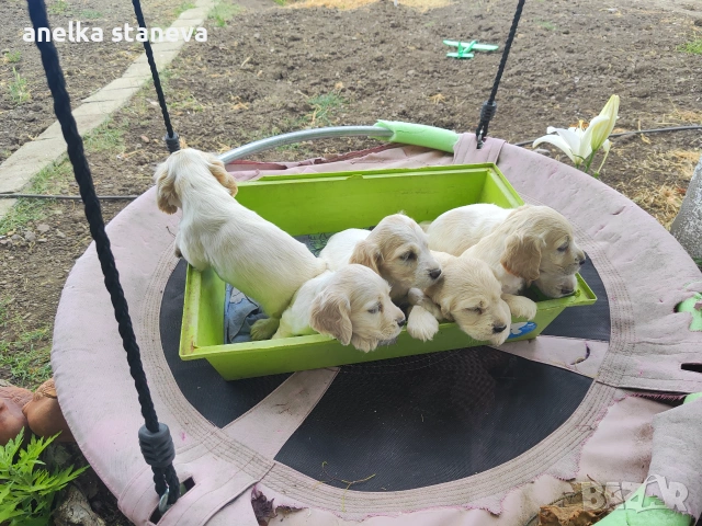 Продават се кокер шпаньоли, снимка 4 - Кокер шпаньол - 49042795