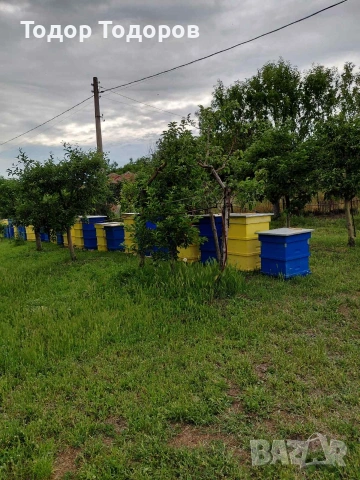 Пчелни семейства, снимка 4 - Други животни - 54769111