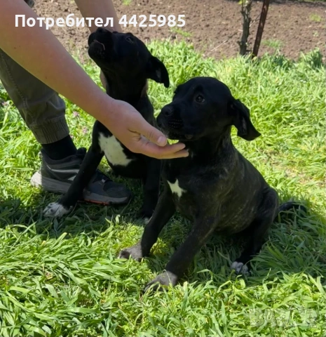 Cane Corso , снимка 7 - Кане корсо - 54327985