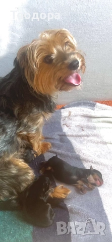 Йорки Ръсел, снимка 11 - Йоркширски териер - 54221299