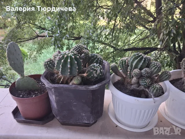 цветя,кактуси,дърво на живота,малки палмички фурми, снимка 9 - Стайни растения - 55341721