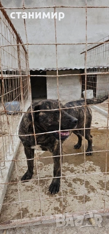 млади кучета, снимка 4 - Други - 54254500