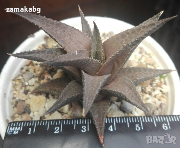 Хавортия теселата (Haworthia tessellata), сукулентно растение, снимка 2 - Стайни растения - 54855280