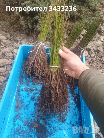 Подложка жълта джанка , снимка 2 - Разсади - 53998250