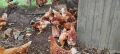 продавам пилета ярки, снимка 3