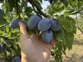 БИО домашни сини сливи , снимка 4