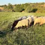 Продавам Овце/Шилета -  цена 200-250 евро, снимка 5