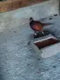 Продавам мъжки колхидски фазани, снимка 2