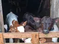 свободни бозайници и отбити телета, снимка 3