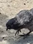 Домашни петли Средец, снимка 6
