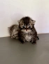 Шотландски котенца, снимка 10