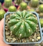 Кактус  Matucana Polzii, снимка 7