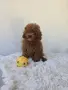 Той Пудел момче , снимка 4