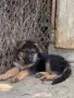 Малки немски овчарки, снимка 3
