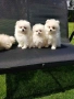 Померан померанчета Гр София , снимка 3