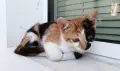 Подарявам котенце - трицветка, снимка 2