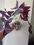 Оксалис, детелина, Oxalis triangularis, снимка 1