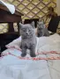 британска късокосместа , снимка 1