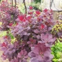 Червенолистна Смрадлика, Cotinus Royal purple или още Тетра!!!, снимка 2