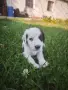 *кученца спешно*, снимка 4