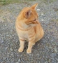 Подарявам рижко мъжко коте., снимка 11