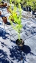 Къдрава върба ‘Тортуоса’, (Salix matsudana ‘Tortuosa’), снимка 10
