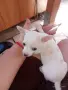 Чихопинчерче женско, снимка 3