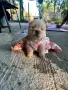 Чау - Чау  💙🐾🐶 Най-пухкавите Чау Чау бебета очакват своите нови семейства , Много скоро 🎉🪭❤️✨🐾🥰🐩➡️⤵️, снимка 2