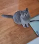 Британски късокосмести котки, снимка 7