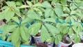 Продавам растения Дива лоза (Parthenocissus quinquefolia), снимка 2