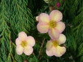 Потентила, Potentilla fruticosa 'Daydawn', студоустойчива и многогодишна, снимка 3