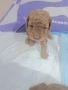 Той пудели мъжки , снимка 2