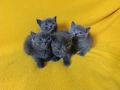 Котета - порода Руска синя котка !, снимка 8