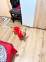 Подарявам куче пинчер, снимка 2