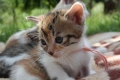 Две сладки котенца търсят своите постоянни домове!, снимка 2
