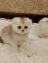 Шотландски котета ,сребърна чинчила, колорпойнт, дългокосместа котка, снимка 12