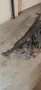 маска перка бмв е46 330д bmw e46 330d, снимка 2