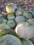 Продавам зеле сорт Ергенско !, снимка 1