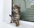 Подарявам малко котенце - момченце, снимка 4