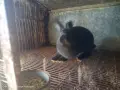 Зайци домашни различни видове, снимка 8