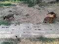 Белгийски овчарки, Малиноа , снимка 3