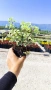 Питоспорум, Pittosporum Tenuifolium Variegatum, снимка 4