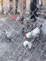 Продавам виандот 3 кокошки и петел , снимка 1