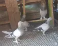 Гълъби  мардини , снимка 2