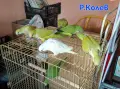 Ръчно хранени папагали монах , снимка 1