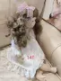 Английски порцеланови кукли , снимка 2
