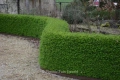 Лоницера, Lonicera nitida Elegant, снимка 3